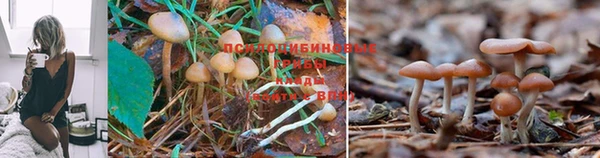 СК Ладушкин